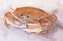 Crab